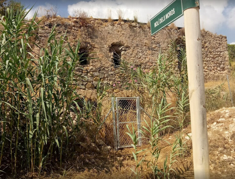 Planter historiske vindruer ved Middelalder-mølle