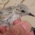 Pollo_de_Charadrius_alexandrinus