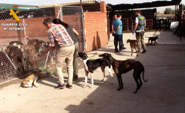 Tappet hundrevis av hunder for blod