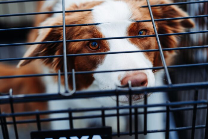 reise-med-hund-spania