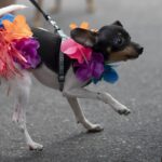karneval-hund