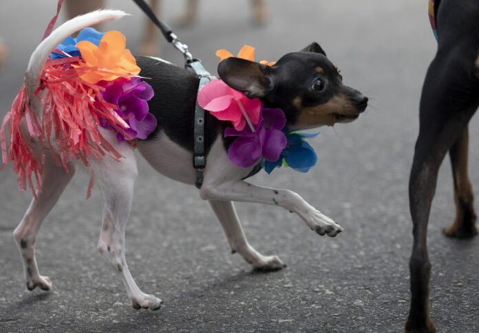 karneval-hund