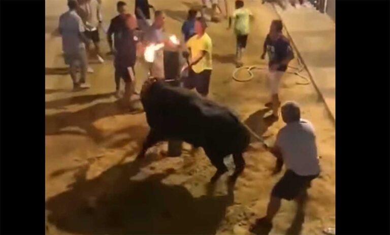 El Verger fjerner tyrefekting fra byfiesta for å forsvare dyrevelferden