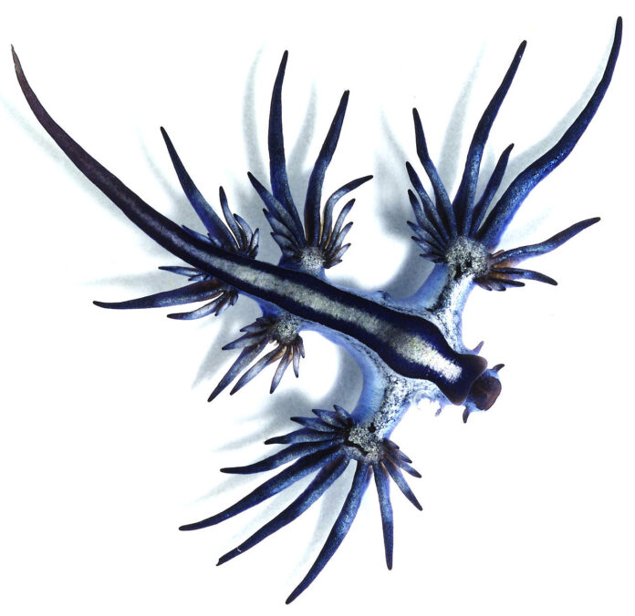 Glaucus_atlanticus