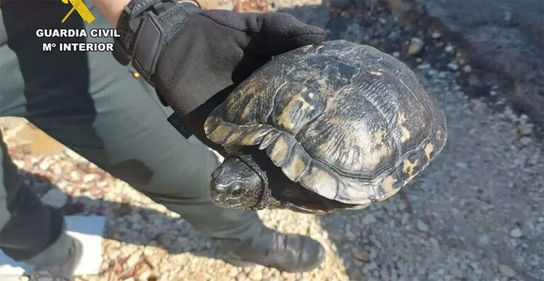 Svensk 80-åring savnet – skulle å slippe ut skilpadde