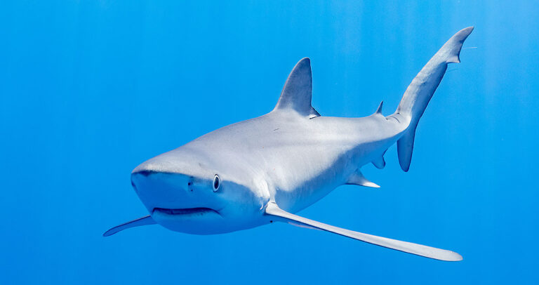 To meter lang hai skremte badegjester på Orihuela Costa