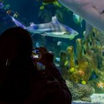 sea-life-benalmadena