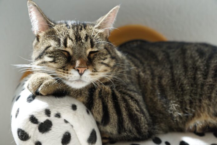 katt-møbel