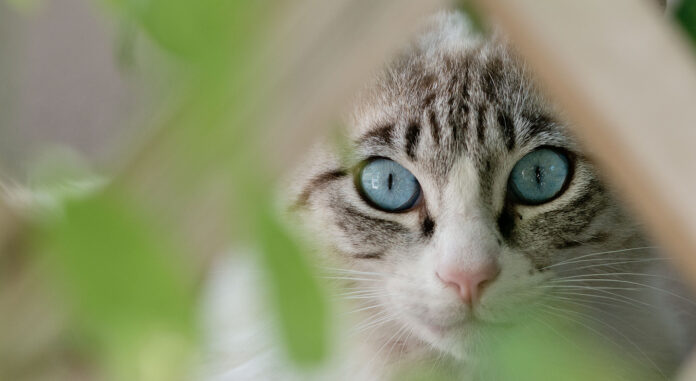 Katt i Altea Katt i Altea