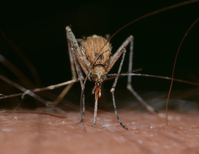 mygg-mosquito