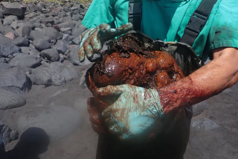 Fant 9,5 kilo tung rav-stein inni død hval på Kanariøyene