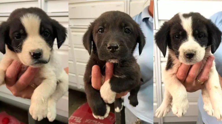 Dyremottaket i La Nucia oversvømmes av nye valper