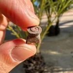 1konsentrasjonsleir-alicante