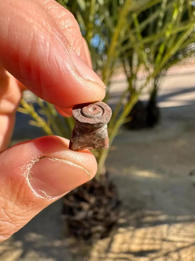 Graver ut konsentrasjonsleir nære Torrevieja