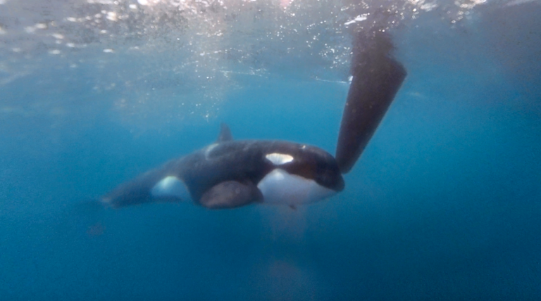 Spekkhoggere senker 50 fots seilbåt utenfor Gibraltar