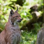 lynx