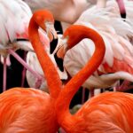 flamingo-torrevieja