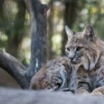 lynx-iberico