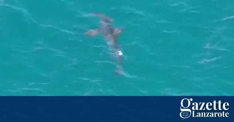 Haier på strendene syd på Gran Canaria