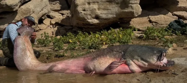 Tok malle på over 130 kilo