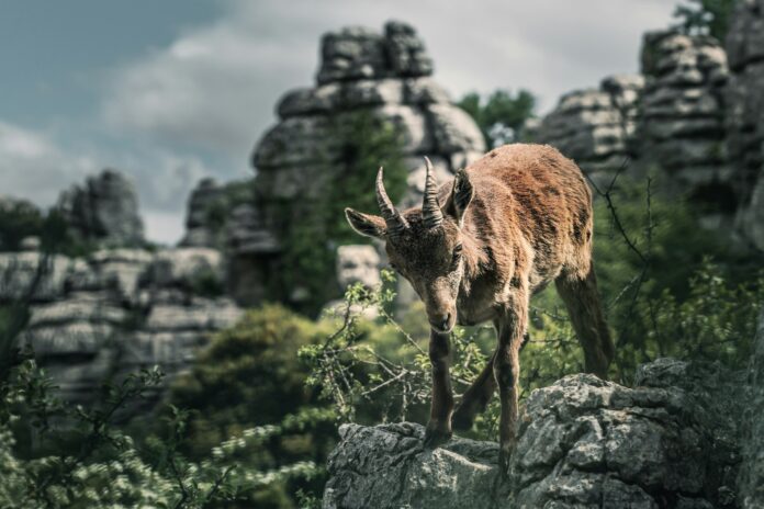 wild-goat