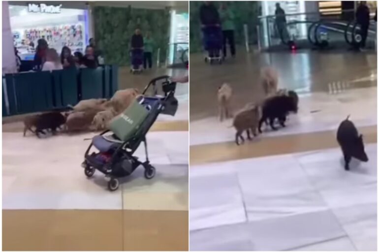 Villsvin tok seg inn på handlesenter i Fuengirola