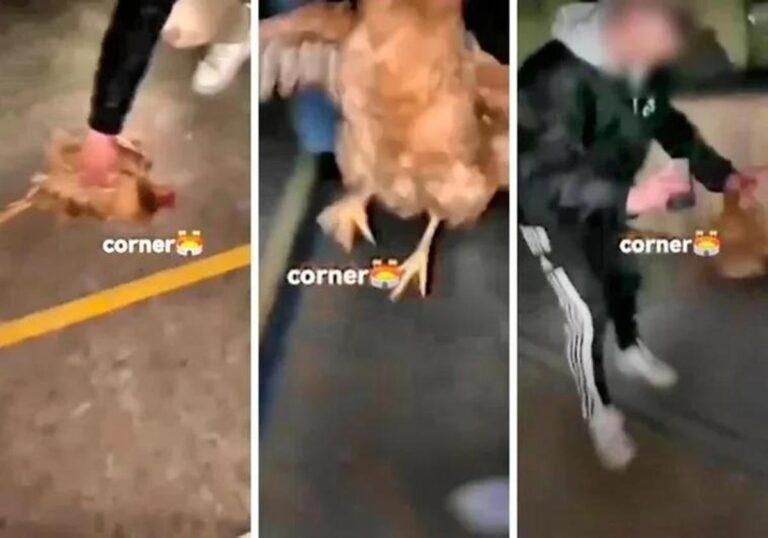 Over 40 ungdommer tiltalt for å ha brukt levende kylling som fotball