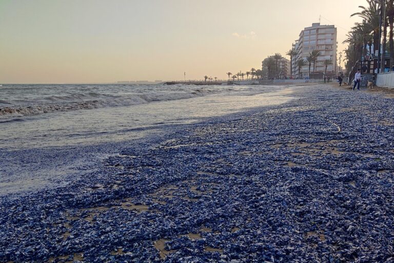 Tusener maneter invaderer strendene i Torrevieja