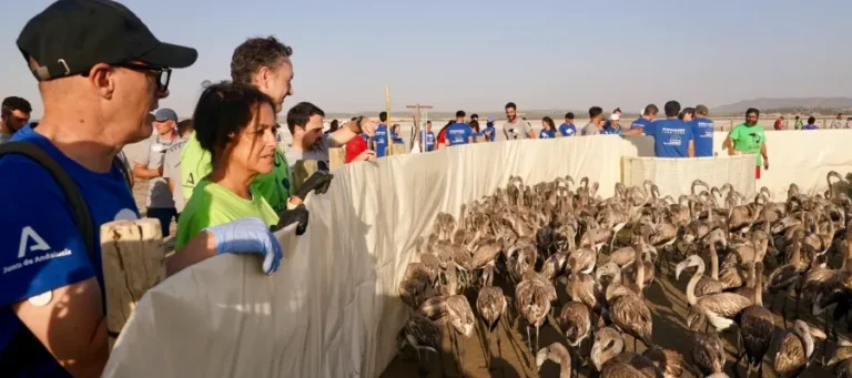 Flamingo-rekord i Malaga