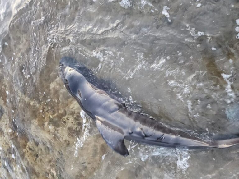 Baby-grindhval strandet i Torrevieja