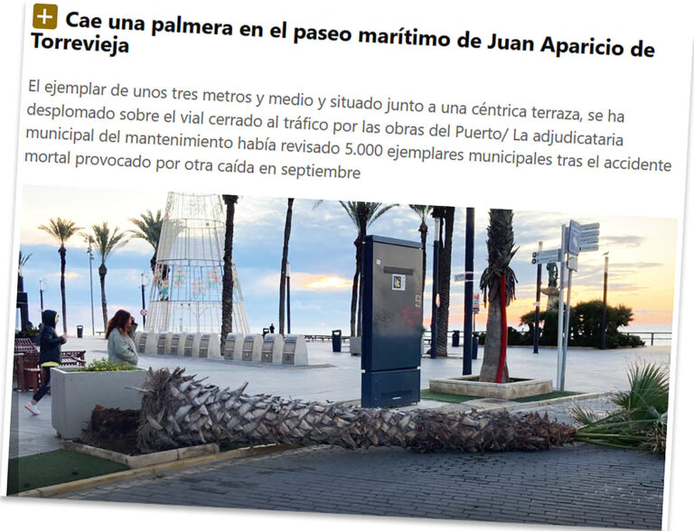 Nok en palme har falt ned i Torrevieja