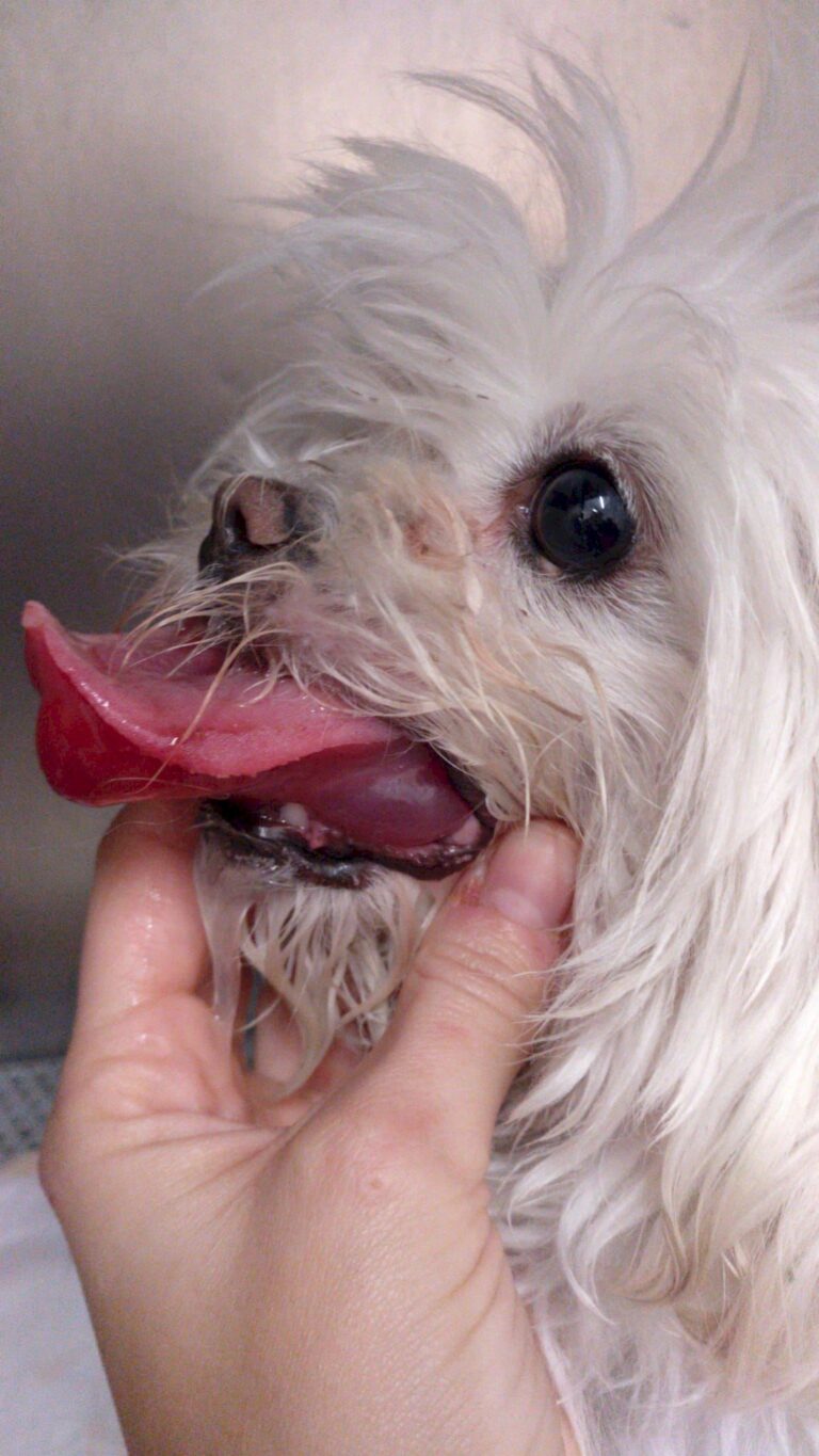 Veterinærer forbereder seg på den årlige larveplagen for hundeeiere