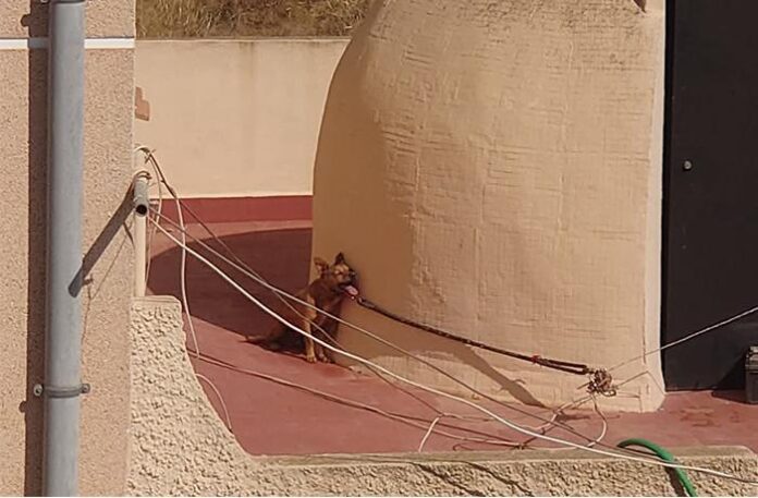 Small dog tied to a concrete column on a rooftop, with many loose leashes and cords around it.