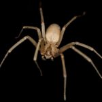 Brown_Recluse